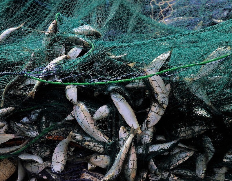 Ελληνικά ψάρια αλφαβητικά: A-Μ & πως τρώγονται