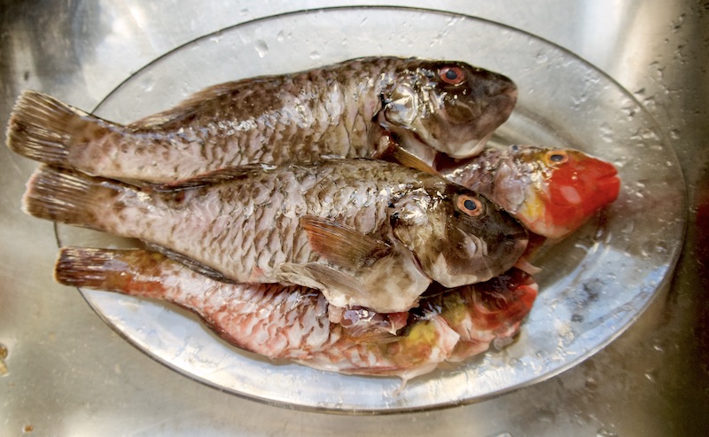 Ελληνικά ψάρια Ν-Χ & πως τρώγονται: Σκάροι